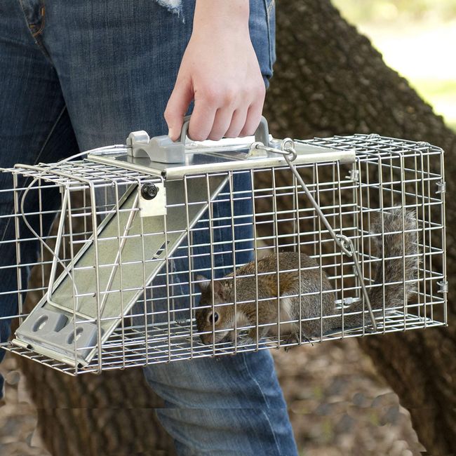 Havahart Medium 1 Door Humane Small Critter Trap ~ Catch & Release