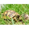 Tortoise Blank Greeting Card - Landscape