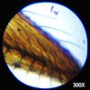 AMSCOPE 48pc Starter 120x-1200x Compound Microscope Science Kit for Kids (Black)