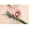 NATURELLE Natural Essential Oil (10ml, Geranium(Bourbon))