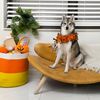 Midlee Witch Halloween Decorative Dog Collar Costume- Medium