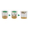 Insect Lore Live Cup of Caterpillars Deluxe