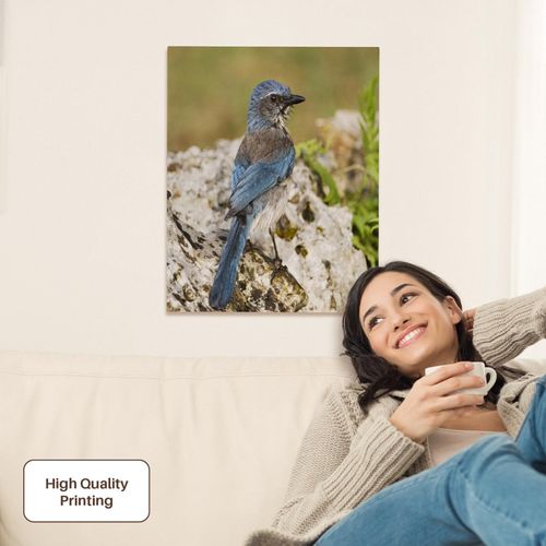 3dRose, Western Scrub-Jay bird, Hill Country, Texas - NA02 RNU0841 - Rolf Nussbaumer, Museum Grade Canvas Wrap 16x20