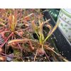 LIVE Carnivorous Cape Sundew (Drosera capensis Typical) Large Flowering