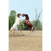 Jolly Ball For Equine