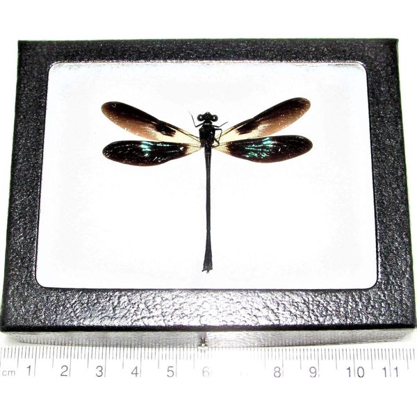 BicBugs Euphaea variegata green black dragonfly damselfly Indonesia