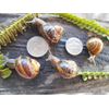 THREE ( 3 ) Medium size ( Nickel )  LIVE HELIX ASPERSA PET LAND SNAILS