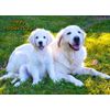 Golden Retriever Mothers Day Card