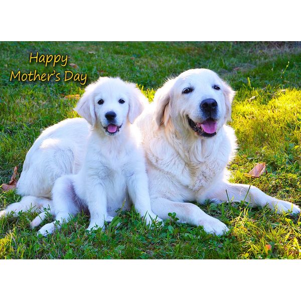 Golden Retriever Mothers Day Card