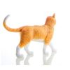 4D Vision Orange Tabby Cat Skeleton & Anatomy Model Kit