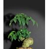 Pachira aquatica, indoor bonsai tree Caudiciform trunk caudex plant 4"