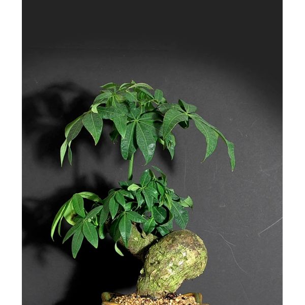 Pachira aquatica, indoor bonsai tree Caudiciform trunk caudex plant 4"