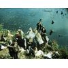闇のバイブル/聖少女の詩 [DVD]