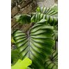 AUTHENTIC Colocasia  Pharaoh Mask 1 bulbs