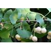 increase mental awareness, BRAIN & MEMORY BOOSTER 777mg 1B, ginkgo leaf extract