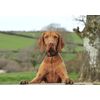 Magnetic Dog Collar Black, Large - Up to 65cm