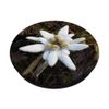 White Edelweiss Flower - Cute Alpine Star PopSockets Swappable PopGrip