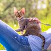 TIESOME Cat Harness and Leash Set, Adjustable Gradient Kitten Harness with Escape Proof Feature, Purple