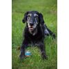 Chuckit! (4 Pack) Ultra Squeaker Ball, Small