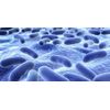 probiotics 40 billion - PROBIOTIC COMPLEX 500mg - healthy immune system 1B