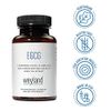 Weyland - EGCG from Green Tea Extract, 400 mg - Antioxidant Supplement - Vegan, Gluten Free - 100 Vegetarian Capsules (Pack of 3)