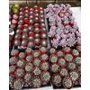 5 PCs Of 4” Pot Assorted Succulent  Varieties