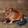 4 x Extra Strong Easy Set Mouse Traps That Kill Instantly With Disposable Gloves
