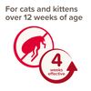 Beaphar Cat Spot On 4 Weeks
