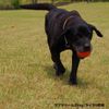LIKER 9 Magic Ball for Medium and Large Dogs, Orange Large