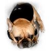 Dog Tuxedo, Frenchie Mini Couture (X-Small)