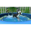 Little Friends: Puppy Island