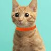 15 Colors Puppy ID Collars,Soft, Adjustable & Reusable，Suita