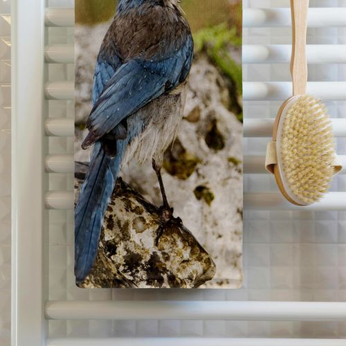 3dRose 22x30 Bath Hand Pool Towel - Western Scrub-Jay Bird, Hill Country, Texas - NA02 RNU0841 - Rolf Nussbaumer Birds