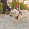 RC Pets Step in Cirque Harness for Dogs | Small, Maze
