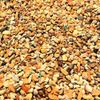 Bonsai Tree Soil - Conifer Blend (Conifer, 2 Quarts)