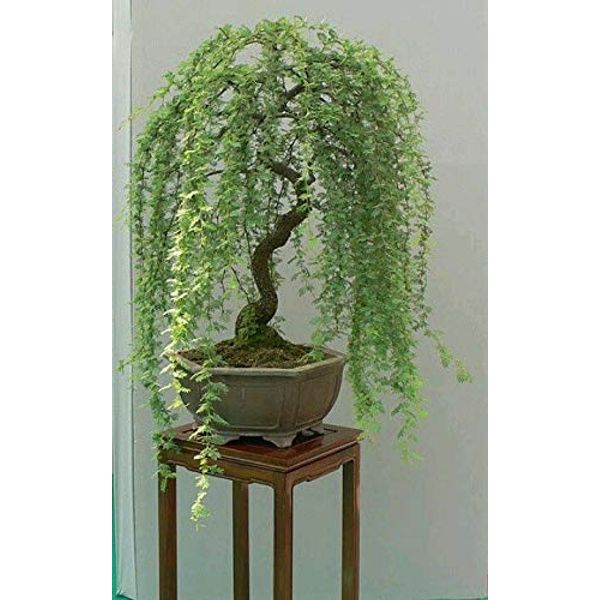 Bonsai Green Weeping Willow Tree Cutting - Thick Trunk Start, Dwarf Bonsai Material. Ships from Iowa, USA