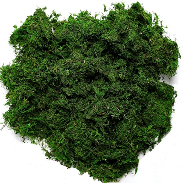 Byher 92926 Preserved Forest Moss, Fresh Green (16OZ)