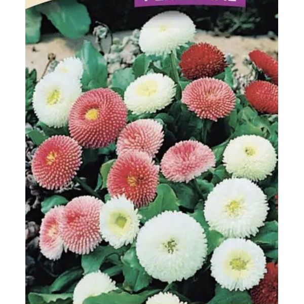 English Daisy Double Flower Seeds Mix 🇺🇸 NJ Seller 🇺🇸 Organic