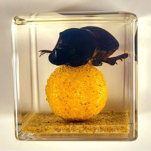 40mm Real Dung Beetle w/Ball in Crystal Clear Lucite Resin Cube Scenery Diorama Decor Specimen Preserved Insect Taxidermy Crafts Collection for Biology Science Education Display