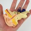 Life-size ear cross-sectional model, trisemicircular canal, cochlea, ossicles, eardrum, etc. can be seen