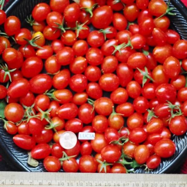 SWEET GRAPE TOMATOES FRESH VEGETABLE FRUIT PRODUCE PER PINT