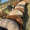 Y ALPACA BIRD NESTING MATERIAL
