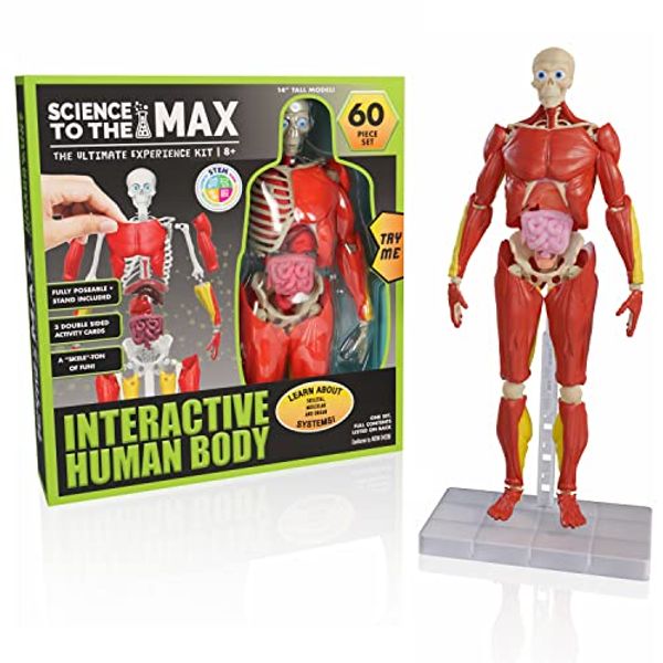 Be Amazing! Toys Interactive Human Body - 60 Piece Fully Poseable Anatomy Figure – 14” Tall Model - Anatomy Kit – Removable Muscles, Organs,Bones STEM Toy – Ages 8+