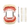 Typodont Teeth Model with Removable Teeth,Dental Tooth Model Suitable for Teaching, Practice and Study, with a Small Screwdriver and 28 spareteeth