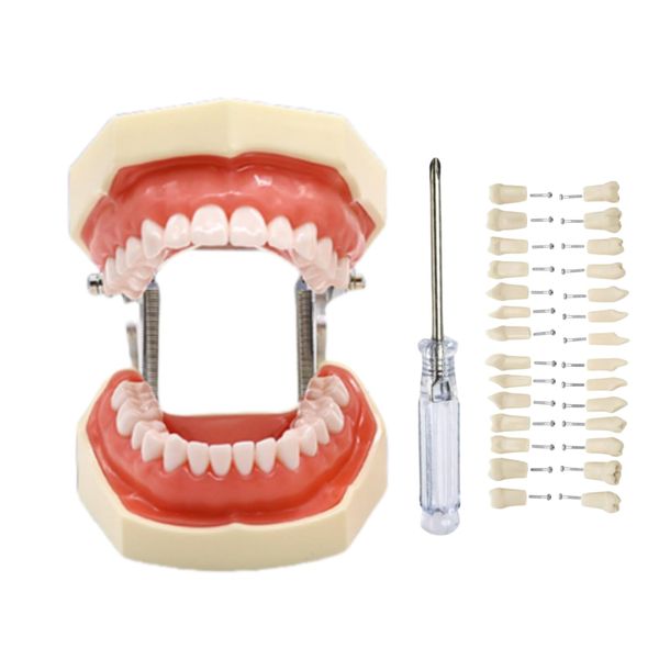 Typodont Teeth Model with Removable Teeth,Dental Tooth Model Suitable for Teaching, Practice and Study, with a Small Screwdriver and 28 spareteeth