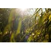 Weleda Willow Bark Purifying Gel Cleanser, 100 ml