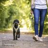 Curli Stretch Comfort Leash Tan M