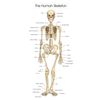 Human Skeleton Anatomical Wall Art Print, Educational Bone Chart, A5 Black Frame, 21 x 16 cm