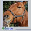 Colloidal Silver for Pets, Dogs, Cats, Birds 32 Oz. 20 PPM