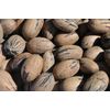 In Shell Pecans - 5 lb. - Treasured Harvest Brand